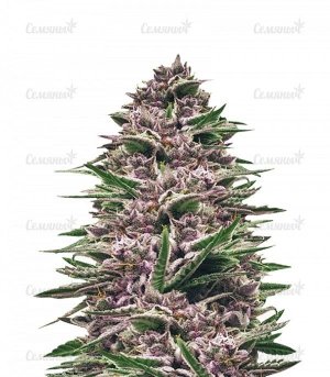 sort-Royal-Gorilla-Automatic-royal-queen-seeds__lG68UVD1nBIBhY6Z.jpg sort-Royal-Gorilla-Automatic-royal-queen-seeds__lG68UVD1nBIBhY6Z.jpg