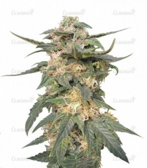 sort_Royal_Haze_Automatic__DM3hJrmzXJ5nnUoD.jpg sort_Royal_Haze_Automatic__DM3hJrmzXJ5nnUoD.jpg